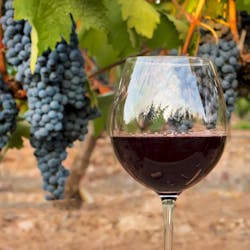Visite privée d’une journée en Dordogne avec dégustation de vins de Sarlat